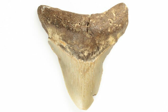 Fossil Megalodon Tooth - North Carolina #190941